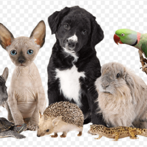 Pets & Pet Supplies