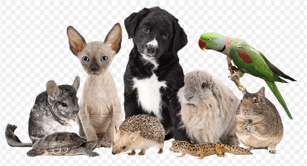 Pets & Pet Supplies